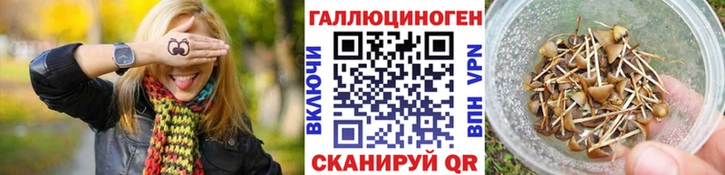 Псилоцибиновые грибы Psilocybe Бирюсинск